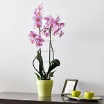 Ryanna Pe Plaja Belona Pensiune Eforie Nord