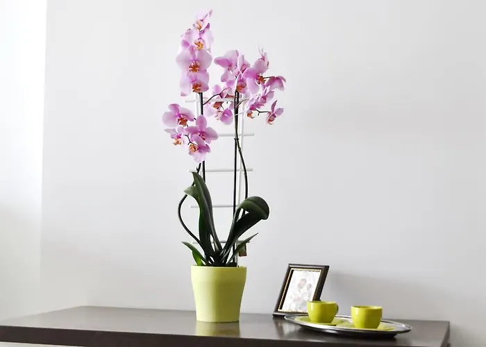 Ryanna Pe Plaja Belona 招待所 艾福雷诺德